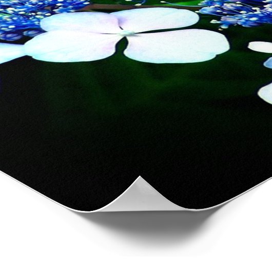 Blue Lacecap Hydrangea Flower Up Poster (Hoek)