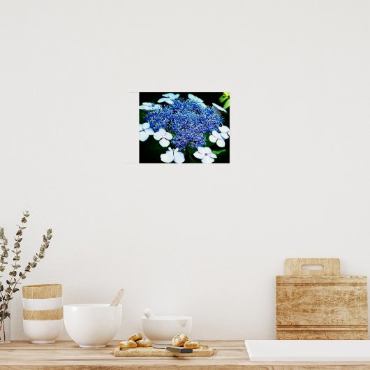 Blue Lacecap Hydrangea Flower Up Poster (Keuken)