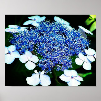 Blue Lacecap Hydrangea Flower Up Poster