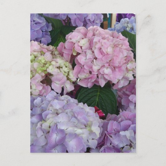 Blue Lavender Hydrangeas Briefkaart (Voorkant)