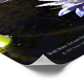 Blue Lavender Yellow Centre Water Lily Flower Poster (Hoek)