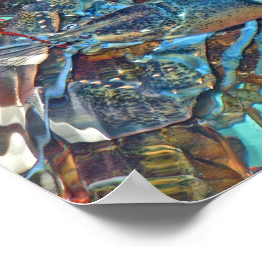 Blue Lobster, Maine Poster (Hoek)