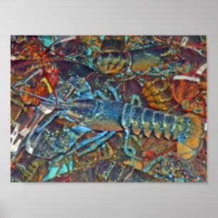Blue Lobster, Maine Poster