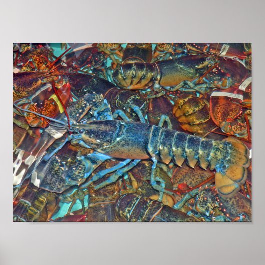 Blue Lobster, Maine Poster (Voorkant)