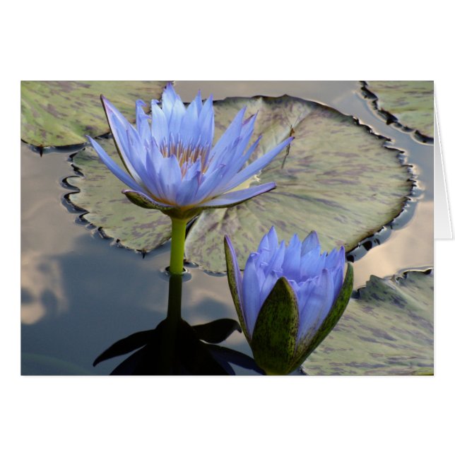 Blue Lotus Duet (Voorkant Horizontaal)