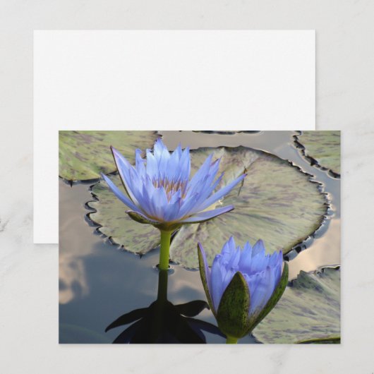 Blue Lotus Duet Briefkaart (Voorkant / Achterkant)