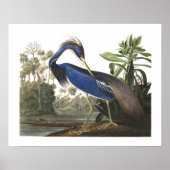 Blue Louisiana Heron Bird Illustration Poster (Voorkant)