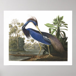 Blue Louisiana Heron Bird Illustration Poster