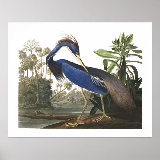Blue Louisiana Heron Bird Illustration Poster (Voorkant)