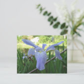 Blue Louisiana Iris Briefkaart (Staand voorkant)