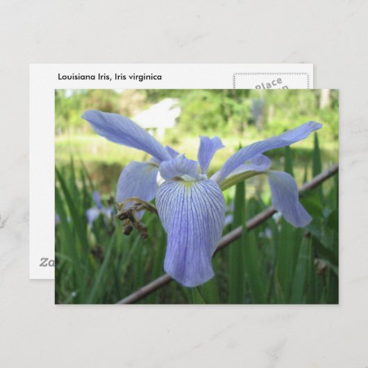 Blue Louisiana Iris Briefkaart (Voorkant / Achterkant)