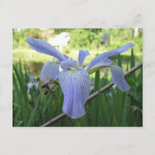 Blue Louisiana Iris Briefkaart