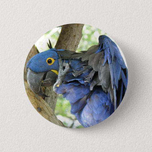 Blue Macaw Button (Voorkant)