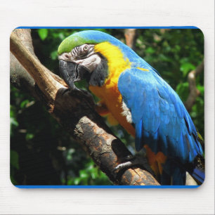 Blue Macaw Muismat