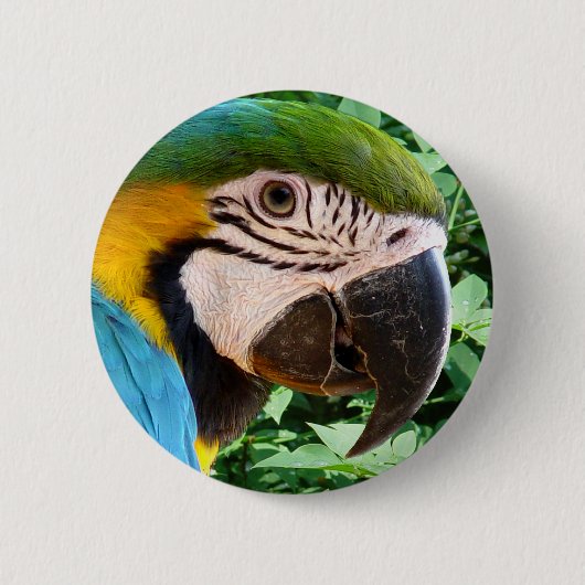 Blue Macaw Parrot Button (Voorkant)