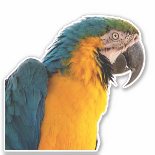Blue Macaw Sticker (Voorkant)