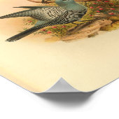 Blue Mafoor Cuckoo Shrike Bird  Print (Hoek)