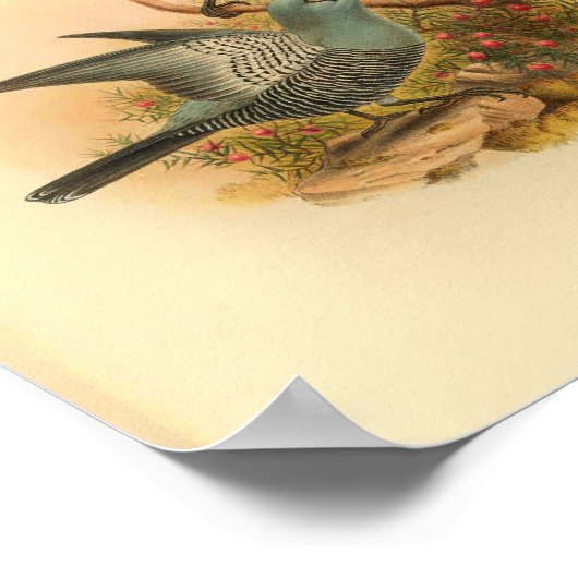 Blue Mafoor Cuckoo Shrike Bird  Print (Hoek)