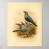 Blue Mafoor Cuckoo Shrike Bird  Print (Voorkant)