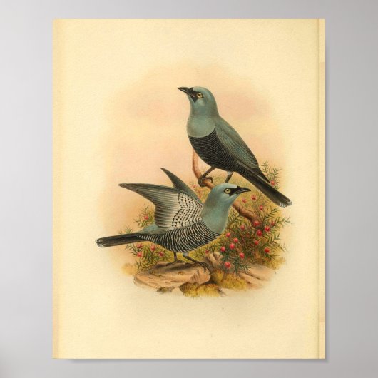 Blue Mafoor Cuckoo Shrike Bird  Print (Voorkant)