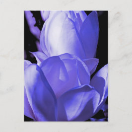 Blue Magnolia Briefkaart