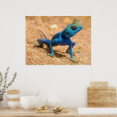 Blue Male Agama Sinaita Lizard op de Zand Poster (Keuken)