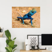 Blue Male Agama Sinaita Lizard op de Zand Poster (Thuiskantoor)