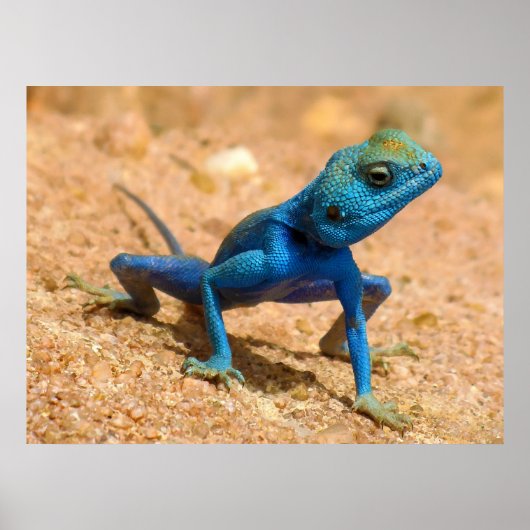 Blue Male Agama Sinaita Lizard op de Zand Poster (Voorkant)