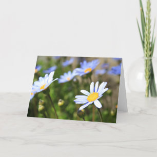 Blue Marguerite Flowers Greeting Card, Note Card Kaart