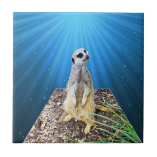 Blue Meerkat Night, Tegeltje