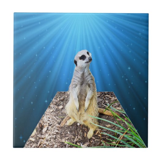 Blue Meerkat Night, Tegeltje (Voorkant)