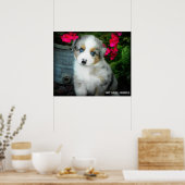 Blue Merle Aussie 2 Puppy Poster (Keuken)
