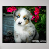 Blue Merle Aussie 2 Puppy Poster (Voorkant)