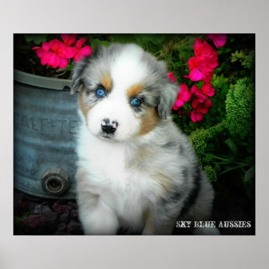 Blue Merle Aussie 2 Puppy Poster (Voorkant)