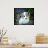 Blue Merle Aussie 3 Puppy Poster (Keuken)