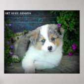 Blue Merle Aussie 3 Puppy Poster (Voorkant)