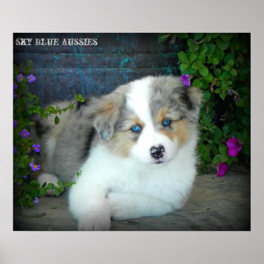 Blue Merle Aussie 3 Puppy Poster (Voorkant)
