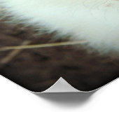 Blue Merle Aussie Puppy Poster (Hoek)