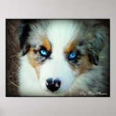Blue Merle Aussie Puppy Poster (Voorkant)