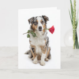 Blue Merle Aussie Valentine – Devoted Love Kaart