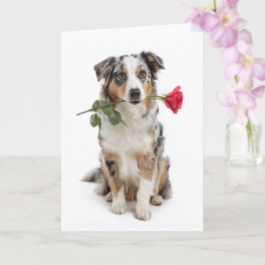 Blue Merle Aussie Valentine – Devoted Love Kaart (Orchidee)