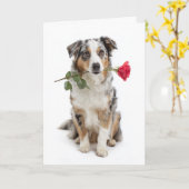 Blue Merle Aussie Valentine – Devoted Love Kaart (Gele Bloem)