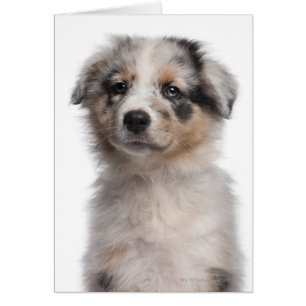 Blue Merle Australian Shepherd puppy close-up