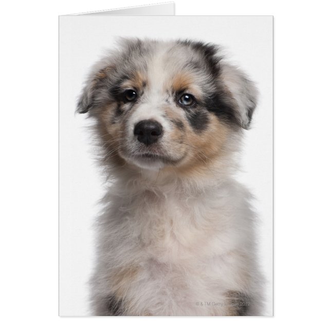 Blue Merle Australian Shepherd puppy close-up (Voorkant)