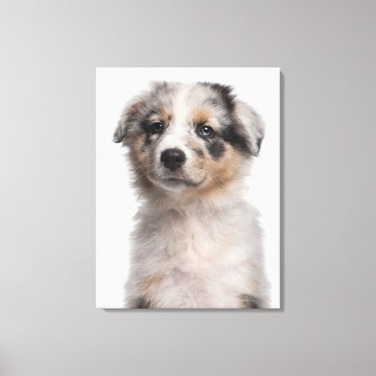Blue Merle Australian Shepherd puppy close-up Canvas Afdruk (Voorkant)