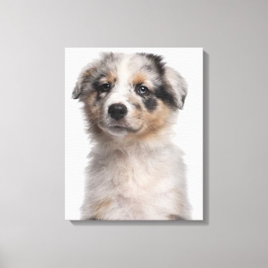Blue Merle Australian Shepherd puppy close-up Canvas Afdruk (Voorkant)