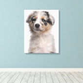 Blue Merle Australian Shepherd puppy close-up Canvas Afdruk (Insitu (Houten vloer))