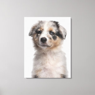 Blue Merle Australian Shepherd puppy close-up Canvas Afdruk