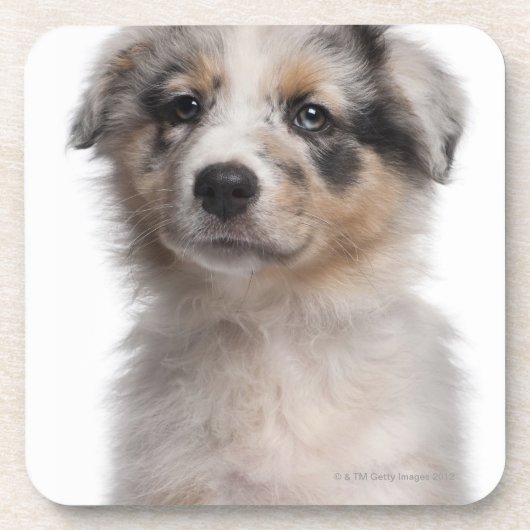 Blue Merle Australian Shepherd puppy close-up Drankjes Onderzetter (Voorkant)