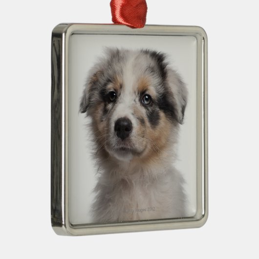 Blue Merle Australian Shepherd puppy close-up Metalen Ornament (Rechts)